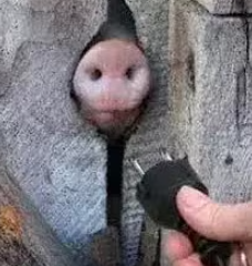 Хохолос Боболос